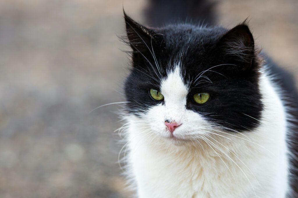 Charming black and white cat with green eyes in an outdoor setting.